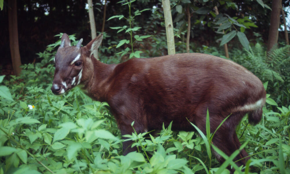 Saola Skull