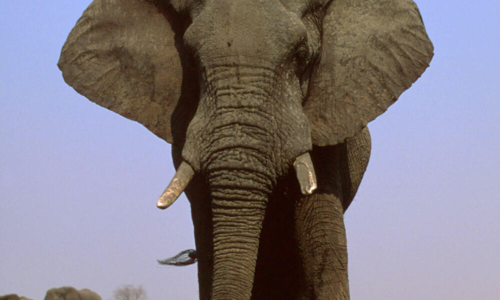Savanna Elephant