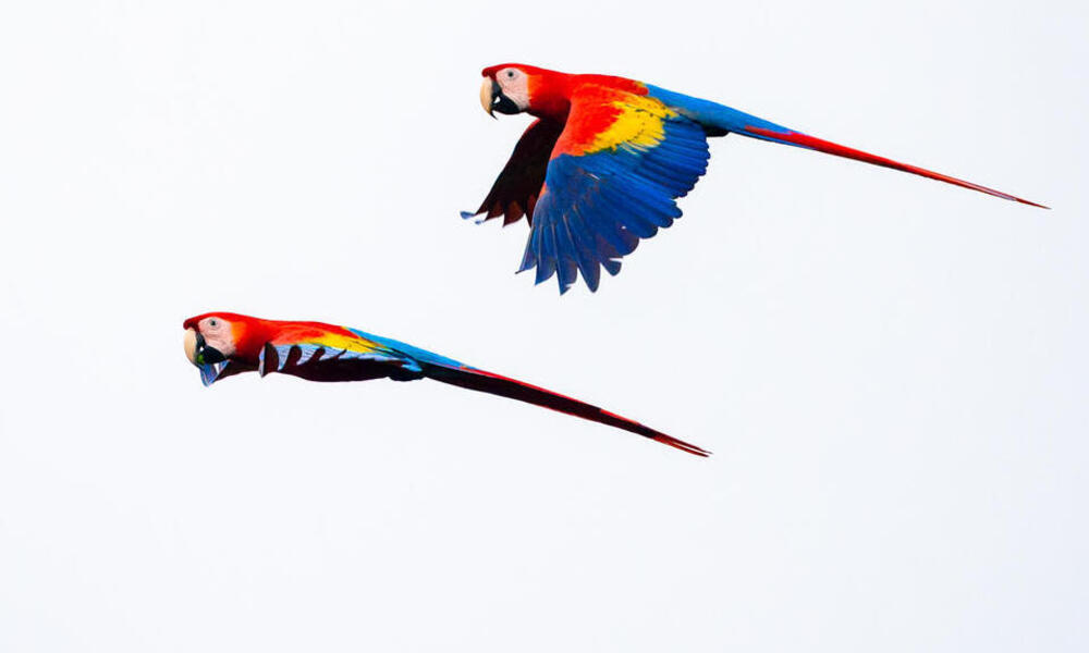 Two scarlet macaws fly through the air on a cloudy day 