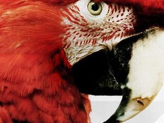 Scarlet Macaw