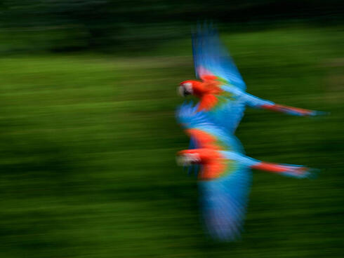 Two Scarlet macaws flying