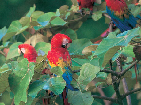 A flock of scarlet macaws resting in a tree in French Guiana.