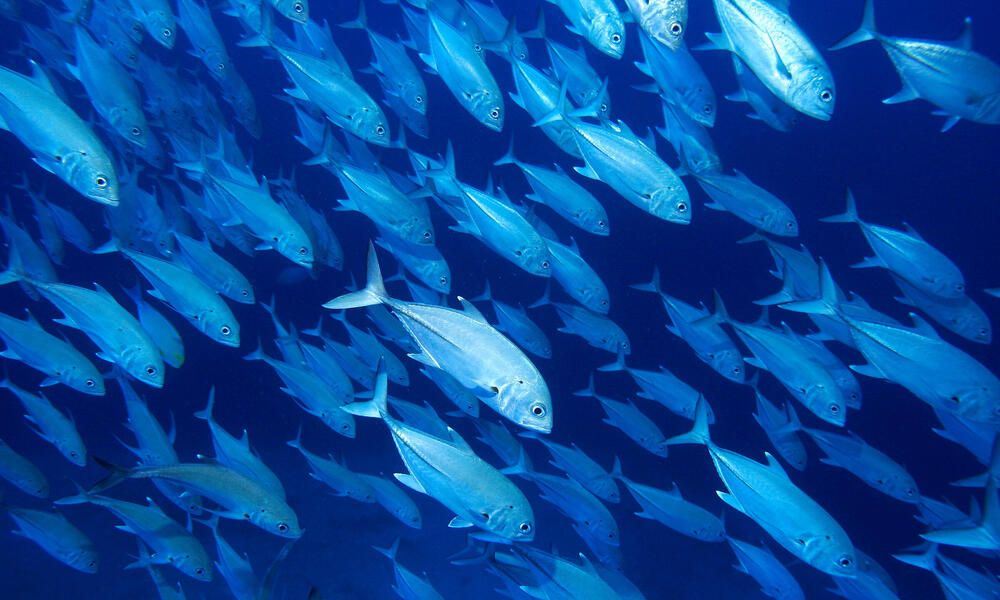 In the Pacific Ocean, One of the World's Most Popular Fishes Could Use a  Management Makeover