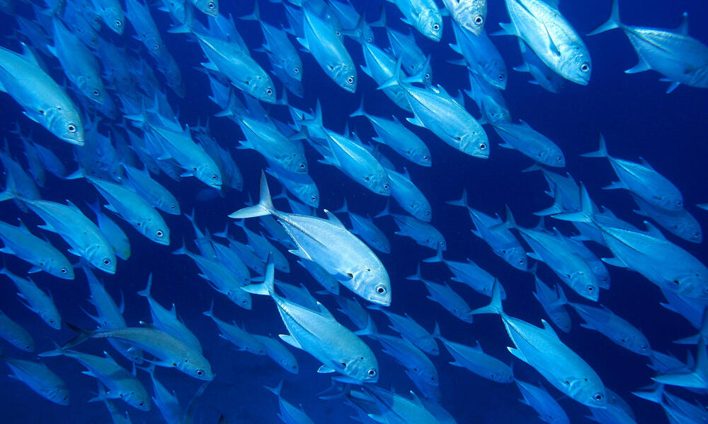 In the Pacific Ocean, One of the World's Most Popular Fishes Could