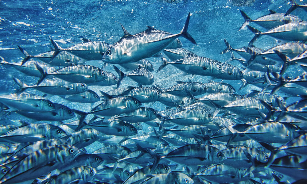 A school of tuna
