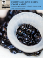 Understanding the Global Caviar Market Brochure