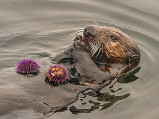 A sea otter eating sea urchins off it's belly while floating
