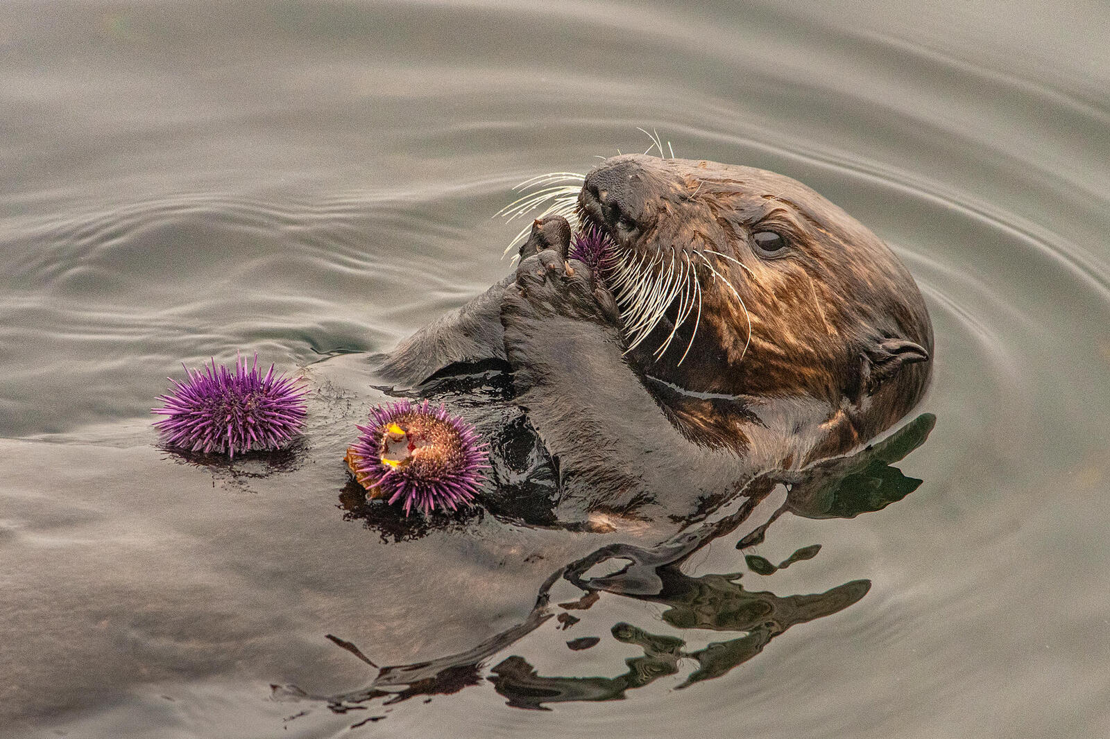 A sea otter eating sea urchins off it's belly while floating