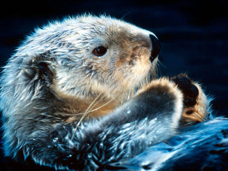 Ten Facts about Sea Otters | Blog Posts | WWF