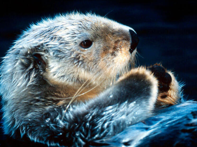 sea otter underwater