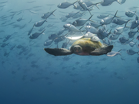 Sea turtle swimming underwater.