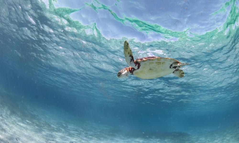 sea turtle swimming in Belize