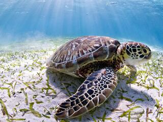 sea turtle in Belize