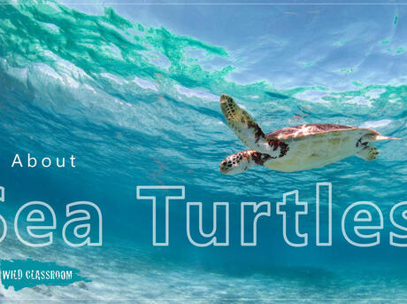 Sea Turtle Classroom Presentation