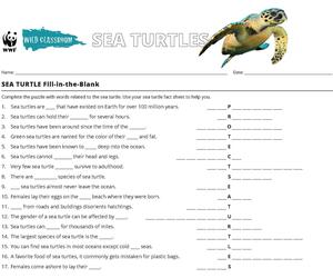 Sea Turtle Word Puzzle