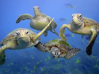 sea turtles in great barrier reef