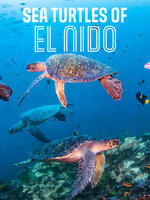 Sea Turtles of El Nido Brochure