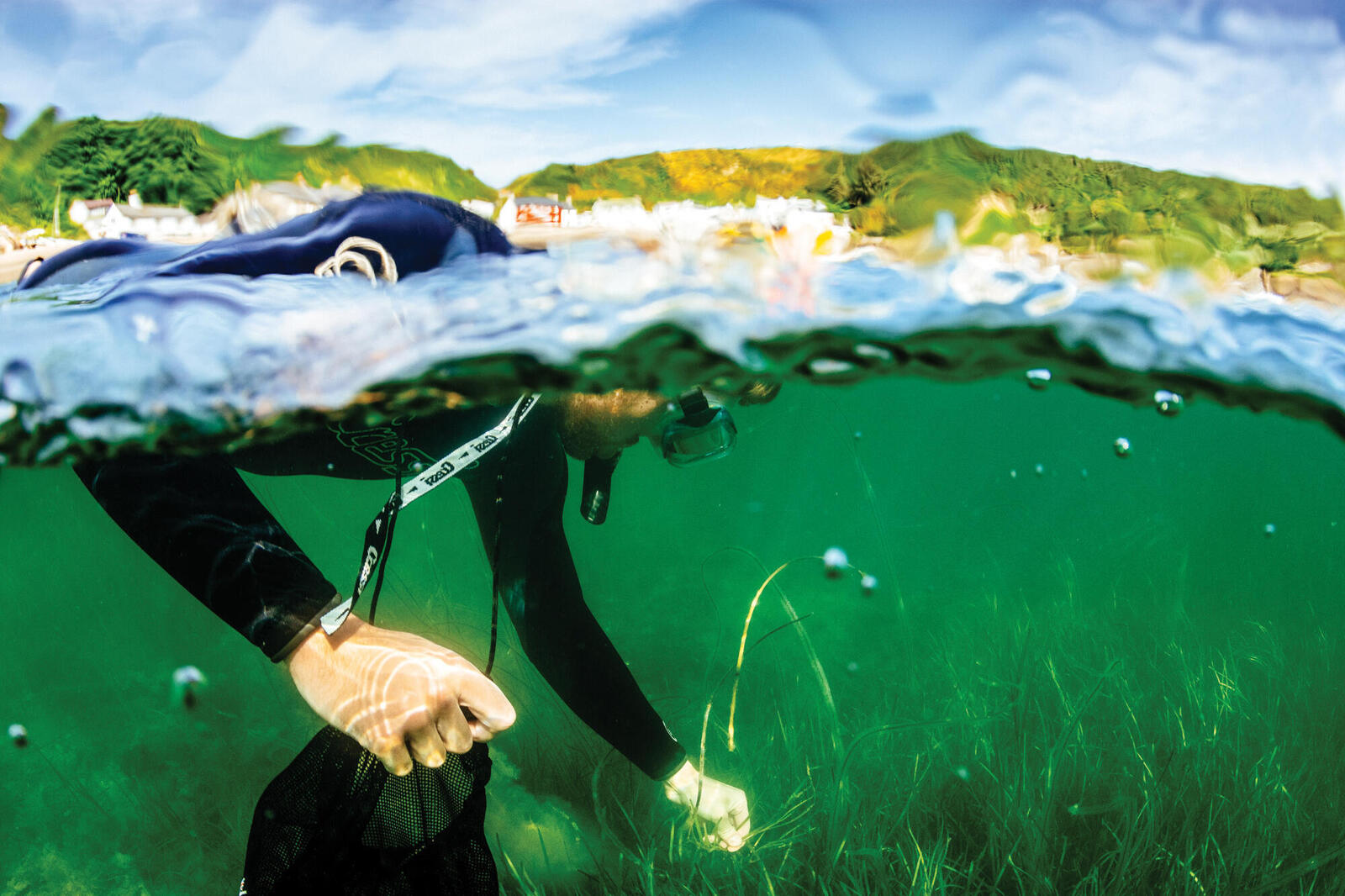 Snorkeler on surface of water collecting seagrass seeds