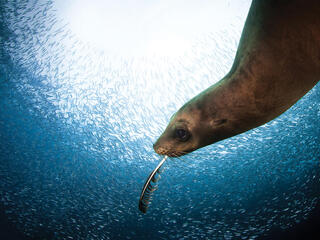 Sea lion with feather playing in fish school