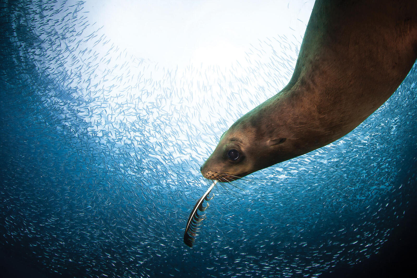 Sea lion with feather playing in fish school