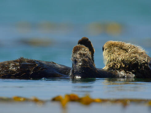 A sea otter lying in water with eyes closed