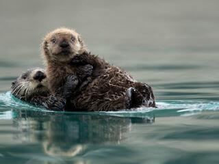 Sea otters float on the surface of the water