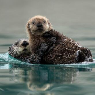 Sea otters float on the surface of the water