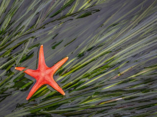 A red sea star on green vegetation