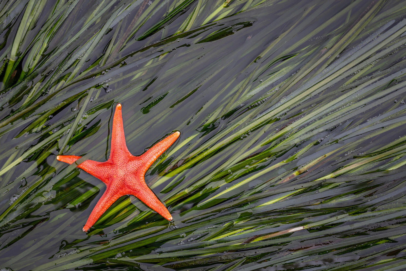 A red sea star on green vegetation