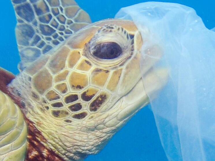 Sea turtle and plastic bag