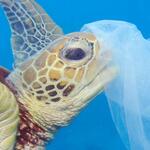 Sea turtle and plastic bag