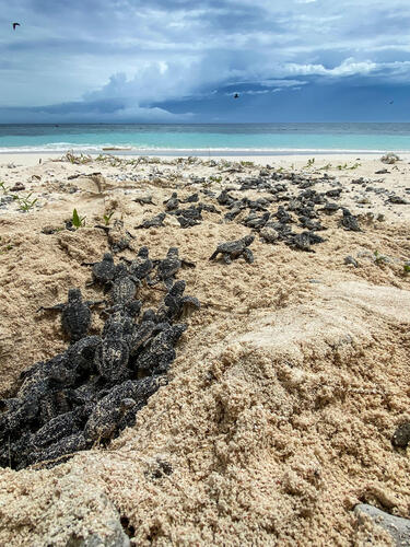 Saving sea turtles