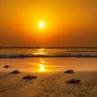 Olive ridley turtle (Lepidochelys olivacea) hatchlings walking towards sea at sunrise.