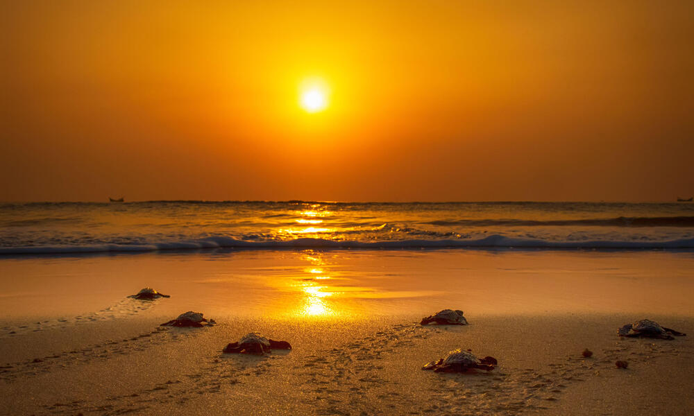 What record-high ocean temperatures could mean for marine life and