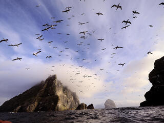 Seabirds flying near the Shiant Isles, Scotland.