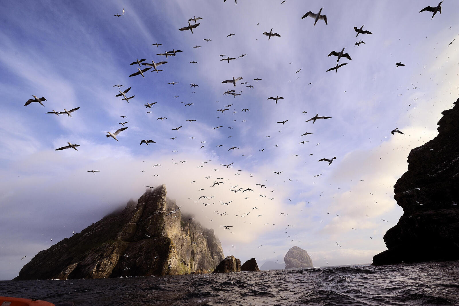 Seabirds flying near the Shiant Isles, Scotland.