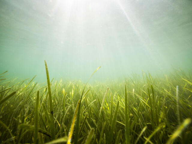 Seagrass bed in the United Kingdom