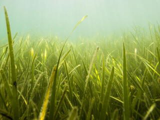 Seagrass bed in the United Kingdom