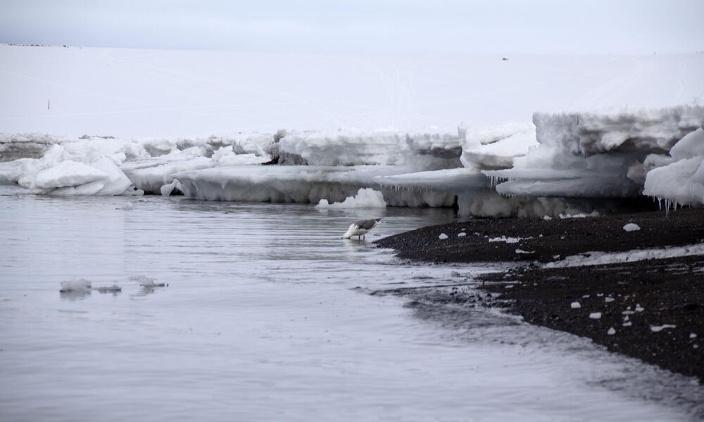 A bird dips its head into the ocean from the shore near sea ice