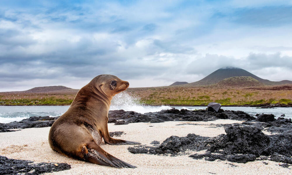 A sea lion sits on the beach in the Galapagos with ocean water to its left and a mountain in the background