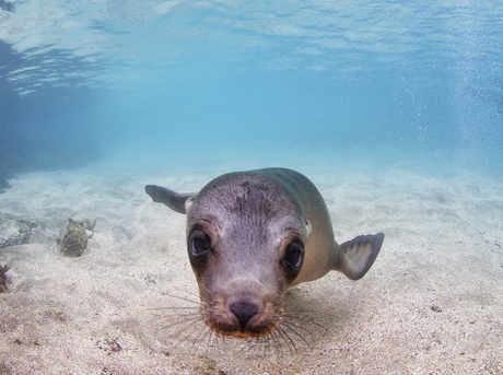 Seals | Species | WWF