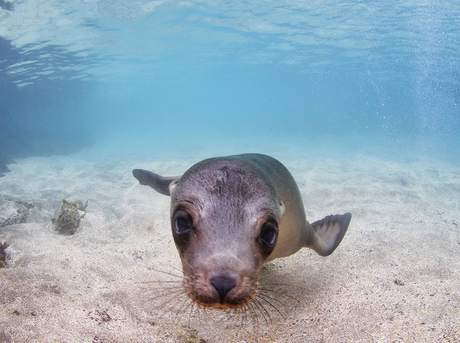 harbor seal swimming