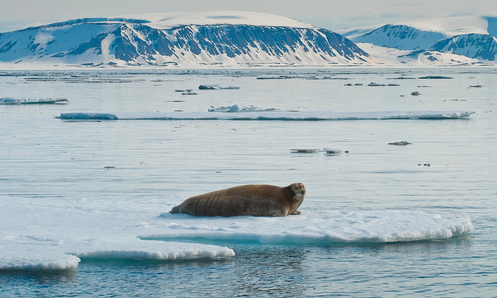 Seals, Species