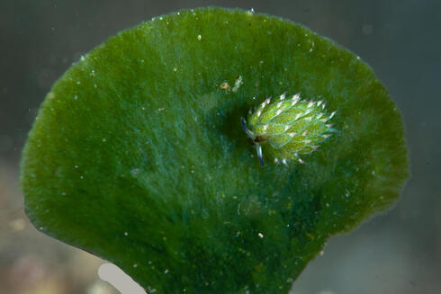 A piece of algae with a sea slug