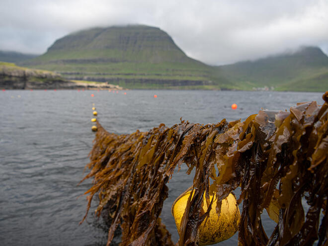 Seaweed reel onboard