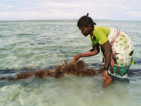 a woman harvesting seaweed in Tanzania