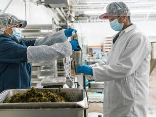 Kelp is poured to prepare for packaging inside Atlantic Sea Farms, Maine