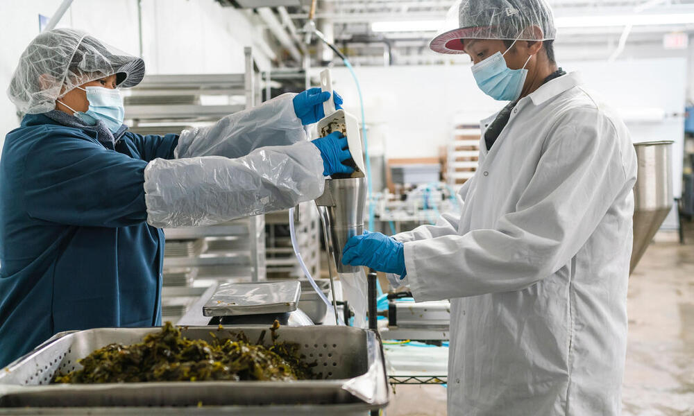 Kelp is poured to prepare for packaging inside Atlantic Sea Farms, Maine