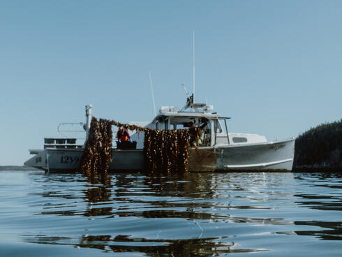 Seaweed farming boat on water