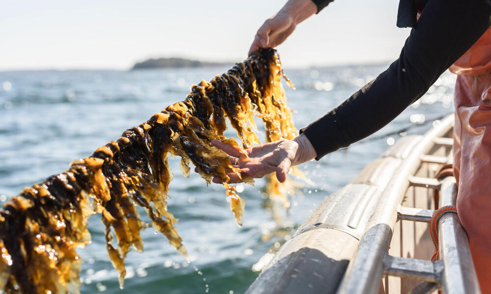 A kelp farmer inspects a line of young sugar kelp off the coast of Maine from a boat..